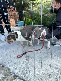 American bully tricolor