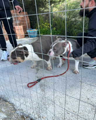 American bully tricolor
