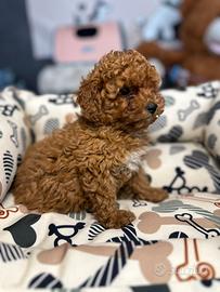 Cuccioli di barboncino Toy mini e nano