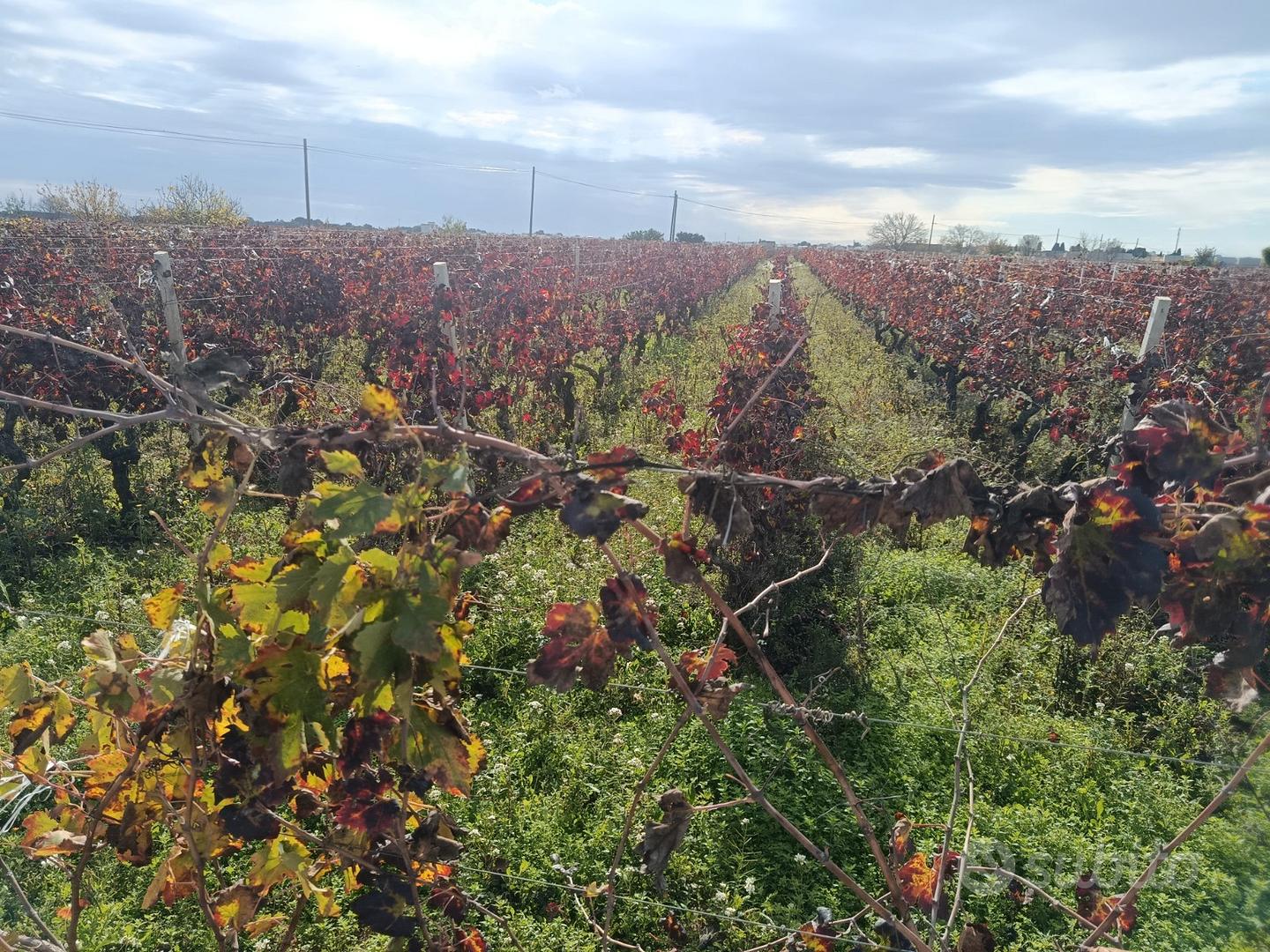 Terreno di due ettari con vigneto - Altro