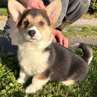 Cuccioli di welsh corgi