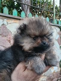 Spitz della Pomerania