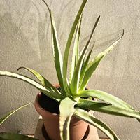 Piante aloe vera