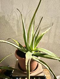 Piante aloe vera