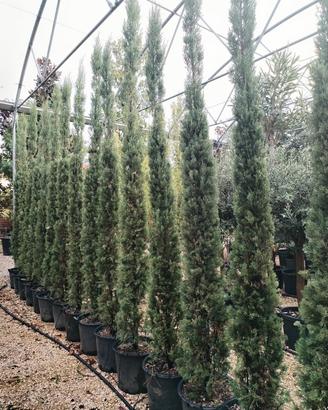 cipressi toscani da 3 metri