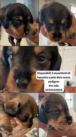Bassotti nani a pelo duro