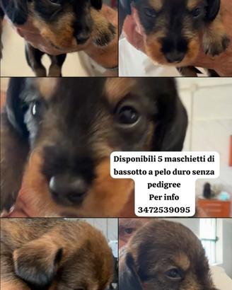 Bassotti nani a pelo duro