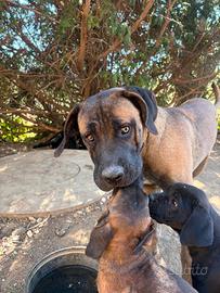 Cucciolo Fulvo di Cane Corso