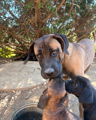Cucciolo Fulvo di Cane Corso