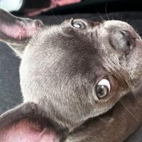 Bulldog francese