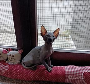 Cucciolo di Canadian sphynx