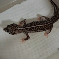 Geco leopardino