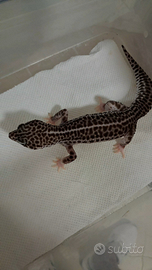 Geco leopardino