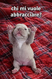 Bulldog Francese esotico cucciolo