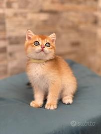 British Shorthair