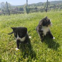 Regaliamo due gattine nate il 17 Marzo