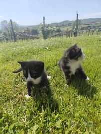 Regaliamo due gattine nate il 17 Marzo