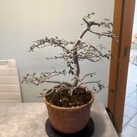 Prebonsai Olmo