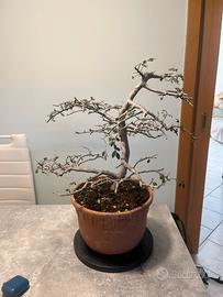 Prebonsai Olmo