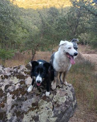 Cuccioli border collie