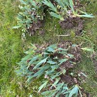 Rizomi iris germanica