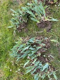 Rizomi iris germanica