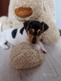 Jack Russel maschietti pelo liscio