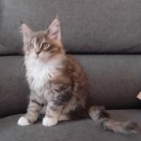 Maine coon