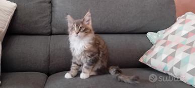 Maine coon