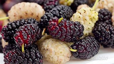 Pianta Gelso di 6/7 anni