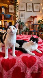 Gatti bianchi e neri unici