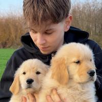 Cuccioli Golden Retriever americani pedigree ENCI