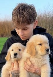 Cuccioli Golden Retriever americani pedigree ENCI