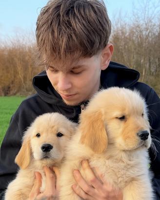 Cuccioli Golden Retriever americani pedigree ENCI