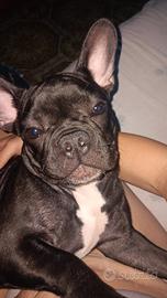 Buldog francese
