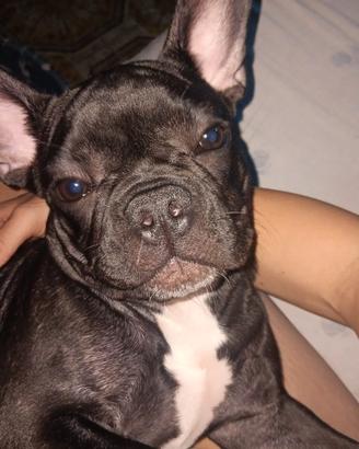 Buldog francese