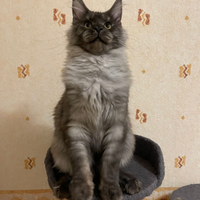 Maine Coon da riproduzione