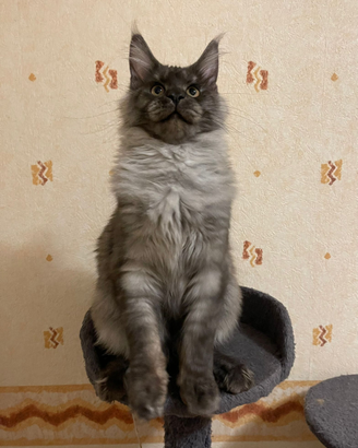 Maine Coon da riproduzione