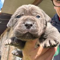 Cucciole femmine cane corso