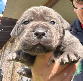 Cucciole femmine cane corso