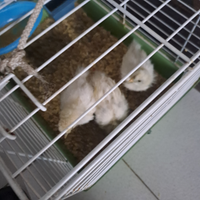 Pulcini moroseta NON SPEDISCO