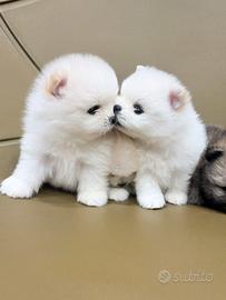 Spitz nani di Pomerania