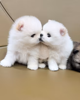 Spitz nani di Pomerania