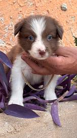 Cuccioli border
