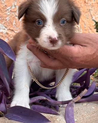 Cuccioli border