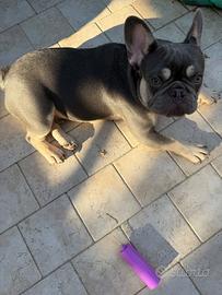 Bulldog francese