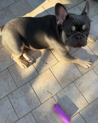 Bulldog francese