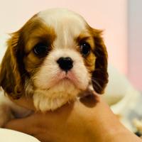 Cuccioli di Cavalier King con Pedigree Enci