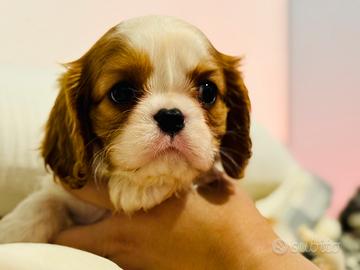 Cuccioli di Cavalier King con Pedigree Enci