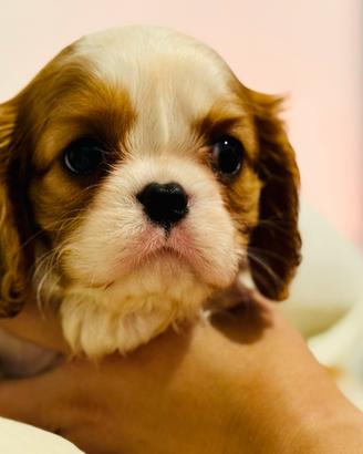 Cuccioli di Cavalier King con Pedigree Enci